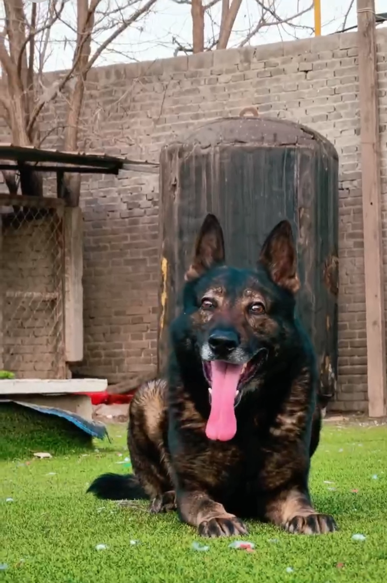 双血统带芯片追踪器出生纸东德牧羊犬